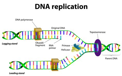 DNA Structure & DNA Replication - Biology Online Tutorial