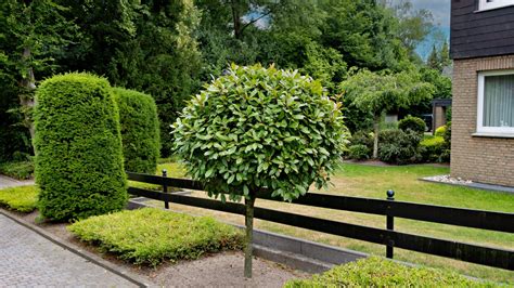 13 Charming Dwarf Trees Perfect For Your Small Garden And Patio