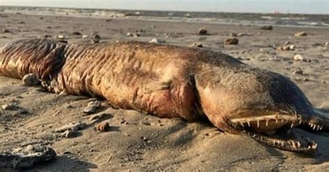 Alien Found On Beach に対する画像結果