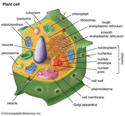 Organelle | Cellular Structure, Function & Processes | Britannica