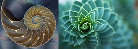 Image result for Biomimicry