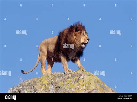 Image result for Lion Images