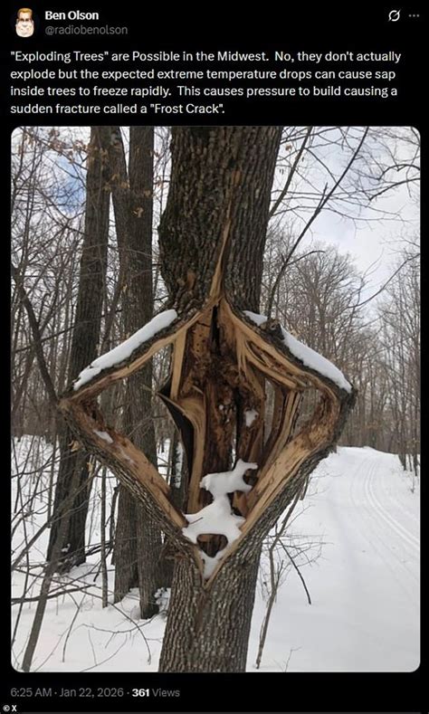 Image result for Explosive Tree Exploding