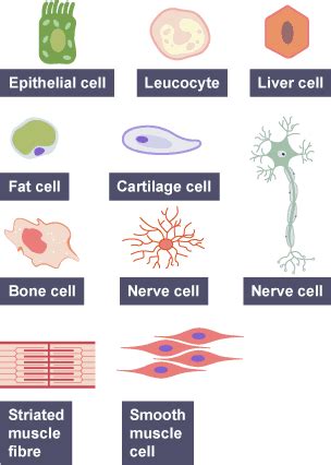 Types of cell - Revise: Cell division and its role in growth and repair ...