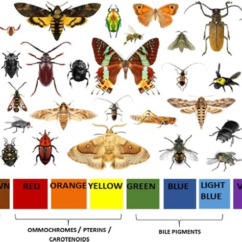 Examples of various colouration types in different species of ...