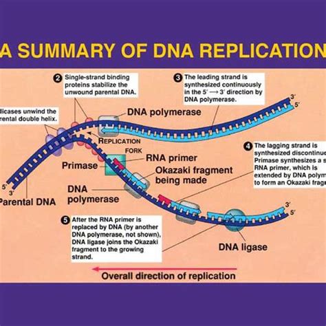 Image result for DNA Replication Process