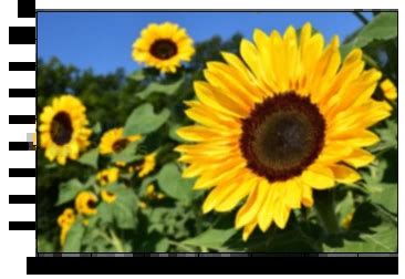 Python-Opencv Filter に対する画像結果