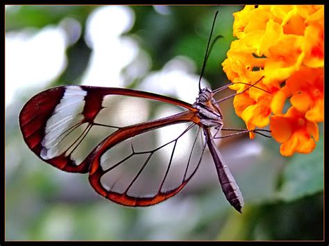 Image result for Beautiful Insects