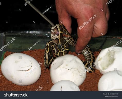 Image result for Python Brooding