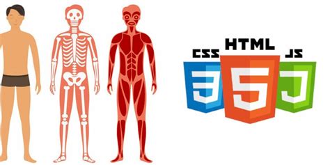 Image result for HTML CSS JavaScript Human Body Analogy