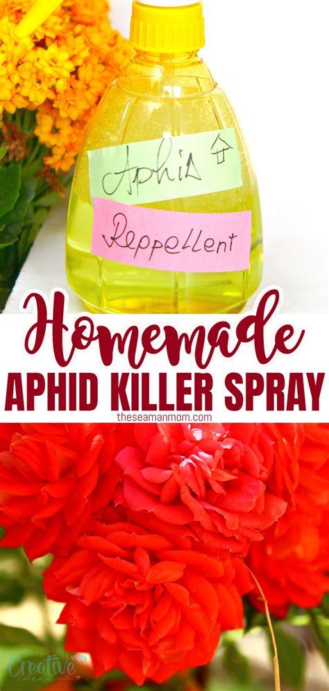 Toradh íomhá ar Best Homemade Aphid Spray