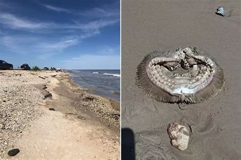 Alien Hornets に対する画像結果