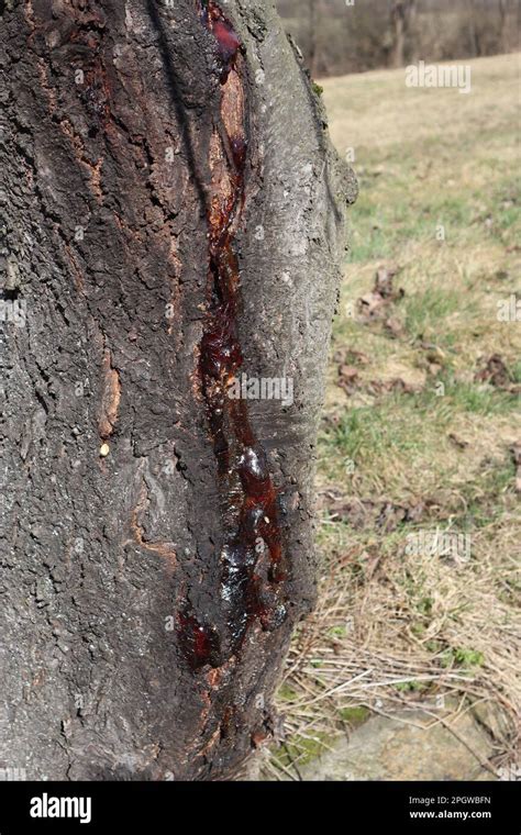 Image result for Exploding SAP Tree