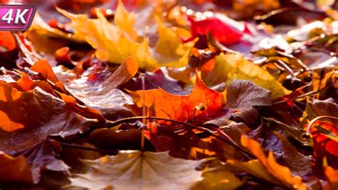 Image result for Autumn Burning