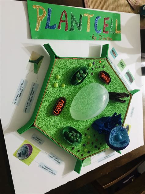 Image result for 3D Plant Cell Model