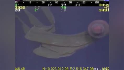 Image result for Alien Animals