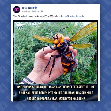 Alien Hornets に対する画像結果