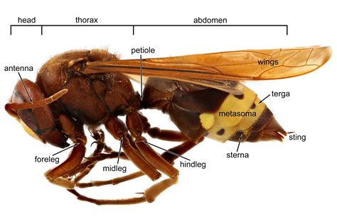 Alien Hornets に対する画像結果