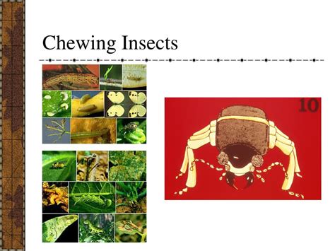 Image result for Development Insect