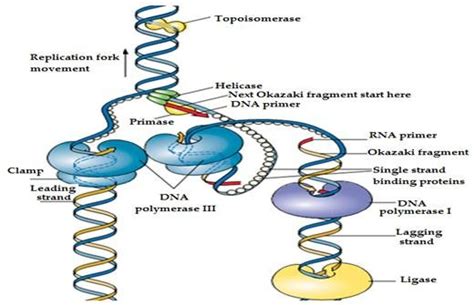Image result for DNA Replication Model