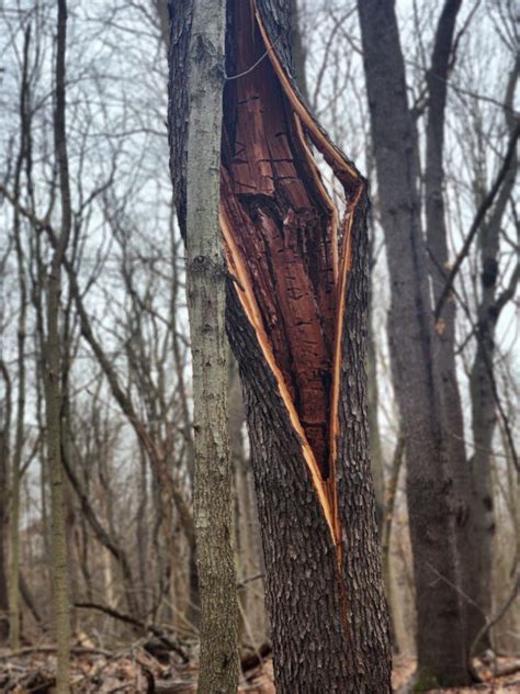 Image result for Exploding SAP Tree