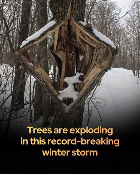 Image result for Exploding SAP Tree