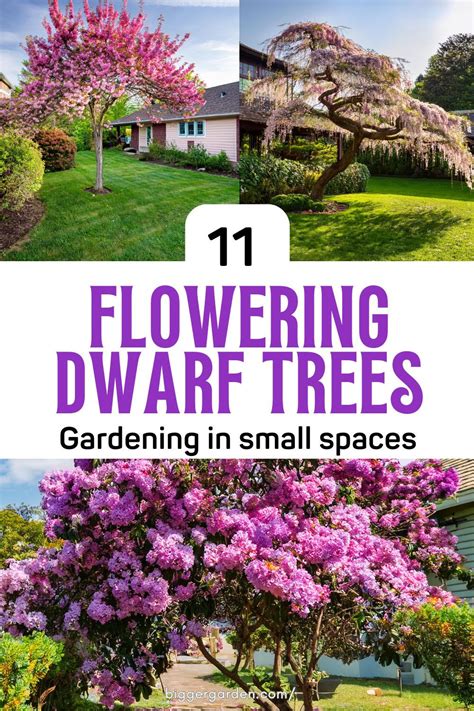 Dwarf trees – Artofit