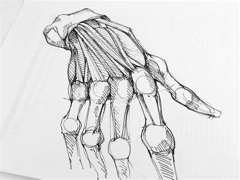 Image result for Anatomy Drawing