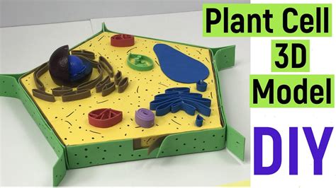 Image result for 3D Plant Cell Model