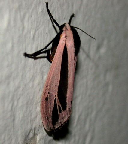Image result for Alien Moth