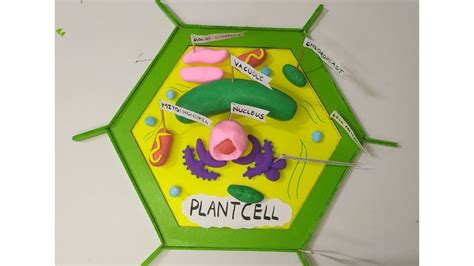 Image result for 3D Plant Cell Model