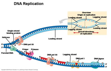 Image result for DNA Replication Process