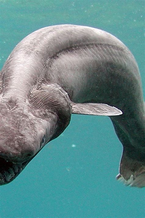 Image result for Real Sea Creatures