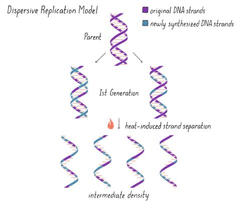 Image result for DNA Replication Model