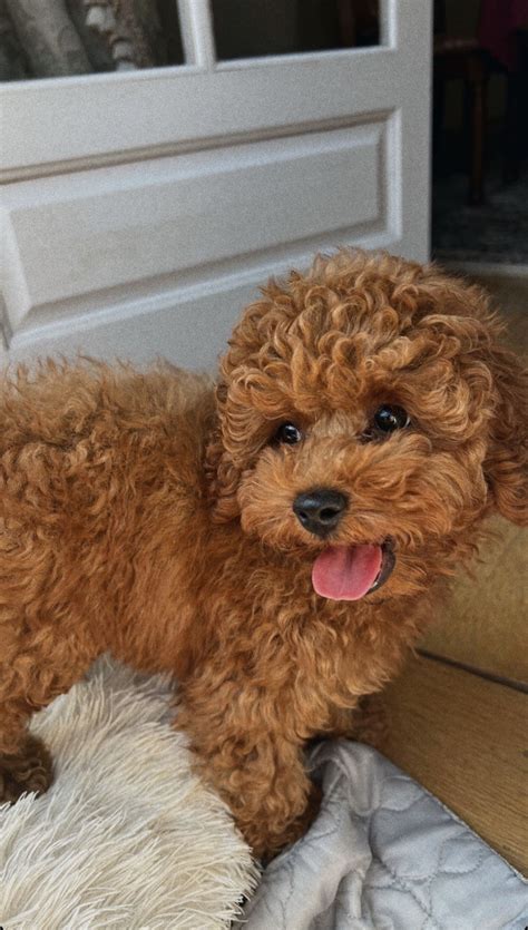 Cavapoo puppies information characteristics facts videos cavapoo cavapoopuppies cutepuppies dogs – Artofit