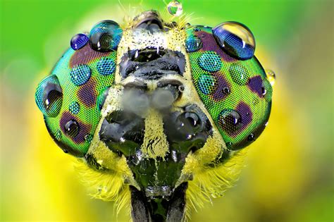 Image result for Beautiful Insects