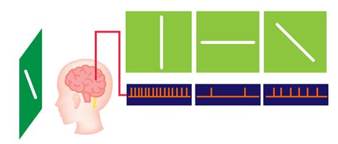 Image result for Feature Detectors Examples
