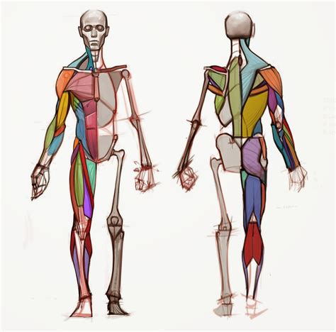 Image result for Anatomy Drawing