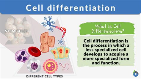 Image result for Cell Biology Definition