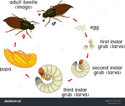 Image result for Development Insect