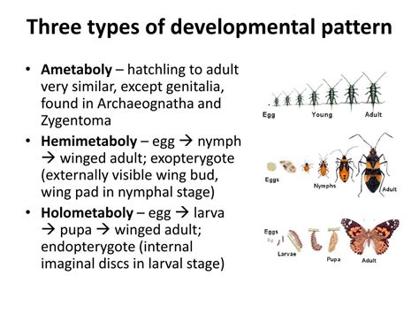 Image result for Development Insect