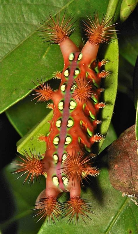 Image result for Beautiful Insects