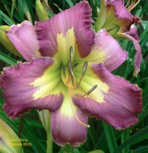 Toradh íomhá ar Alien Man Song