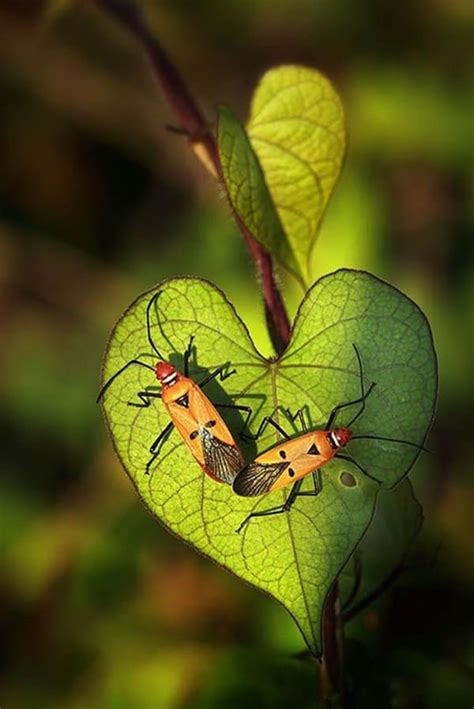 Image result for Beautiful Insects