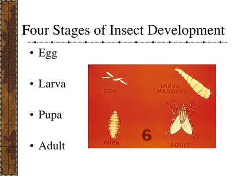 Image result for Development Insect
