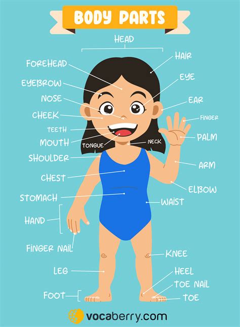 Image result for The Humun Body