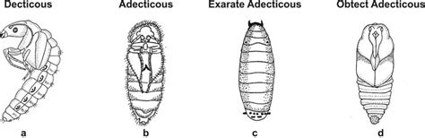 Image result for Development Insect