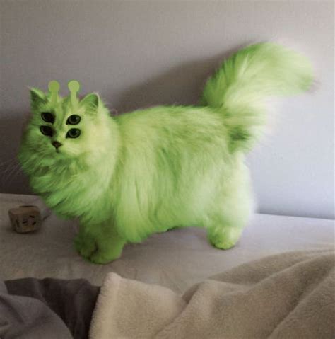 Image result for Alien Cat