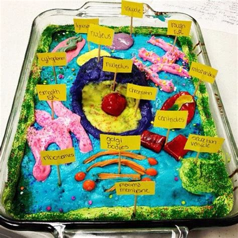 Image result for 3D Plant Cell Model