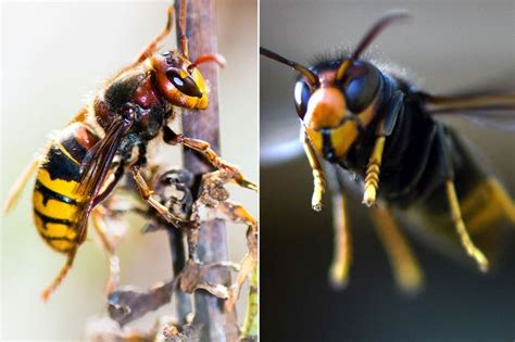 Alien Hornets に対する画像結果